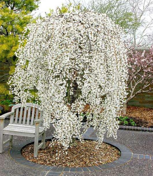 花卉34 Snow Fountain Weeping - Trees - Nolt's Garden Center